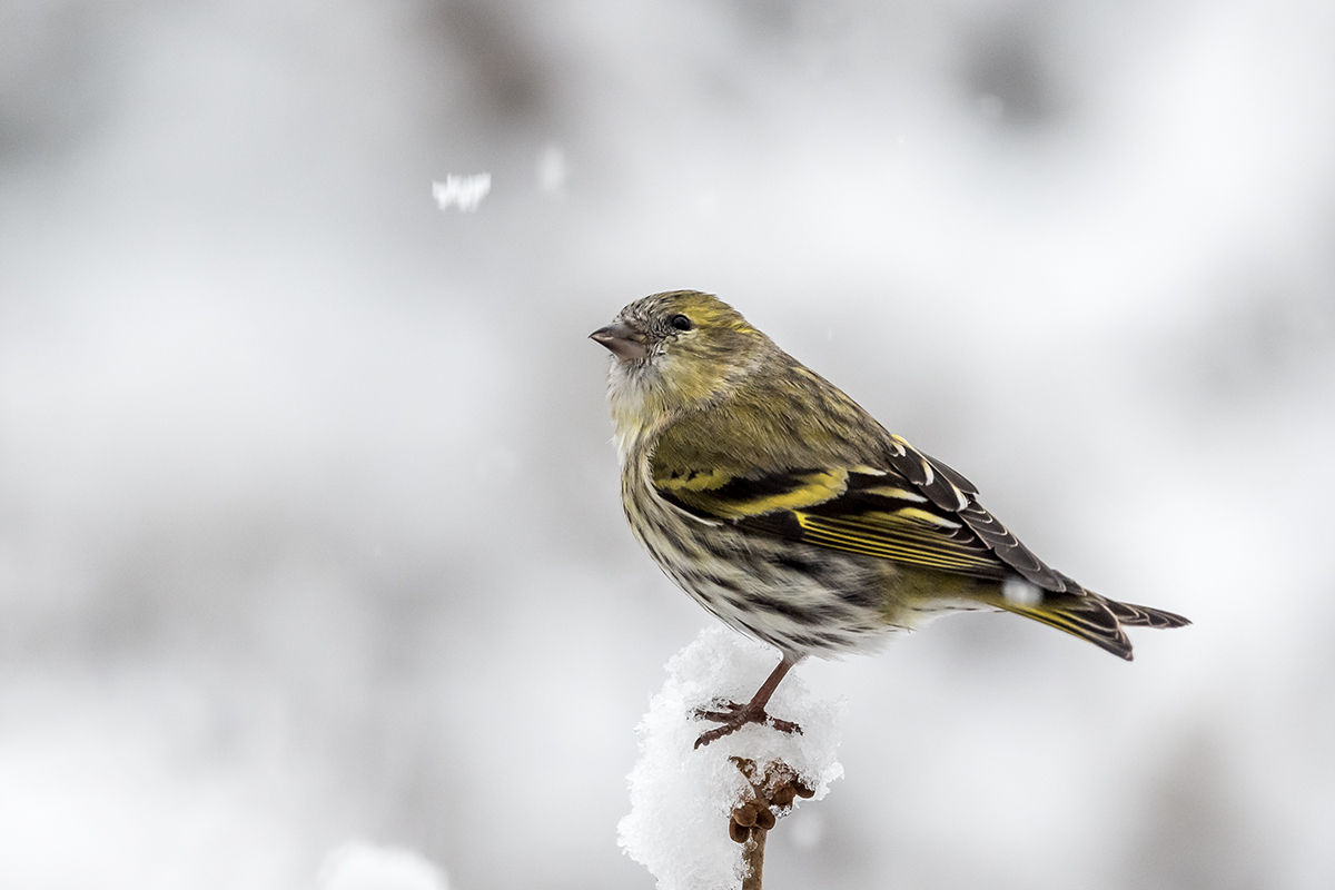20201209_D500_0866NF.jpg