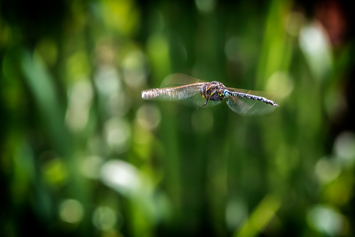 20200813_D500_0993NF.jpg