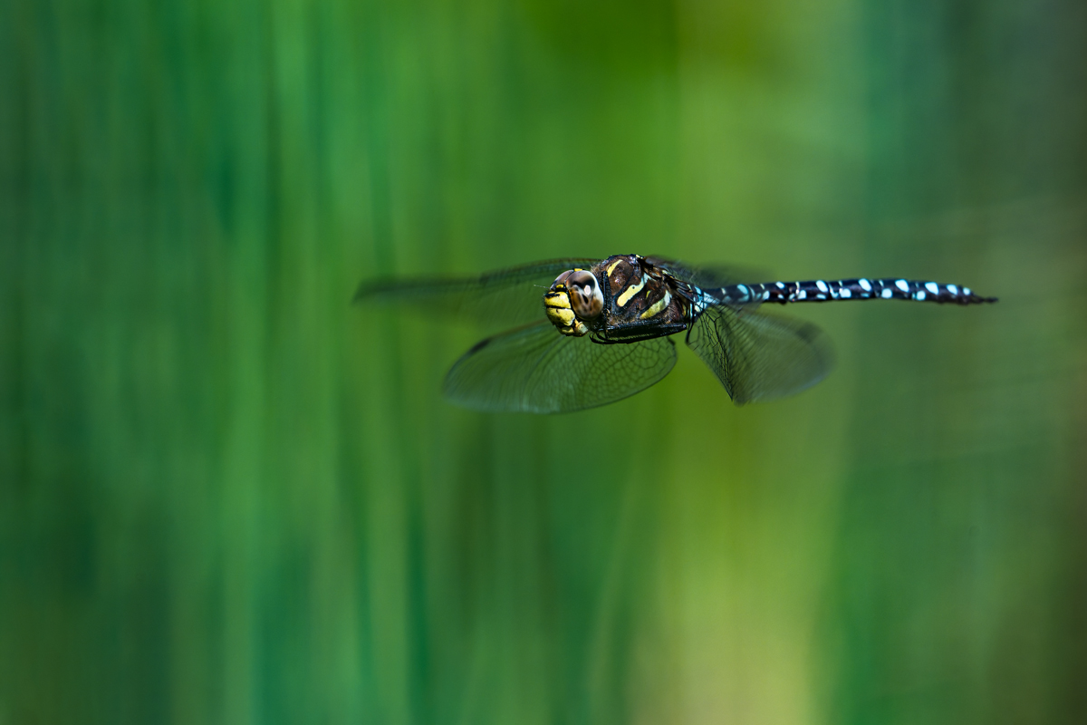 20250901_NZ9_0149_DPNF.jpg