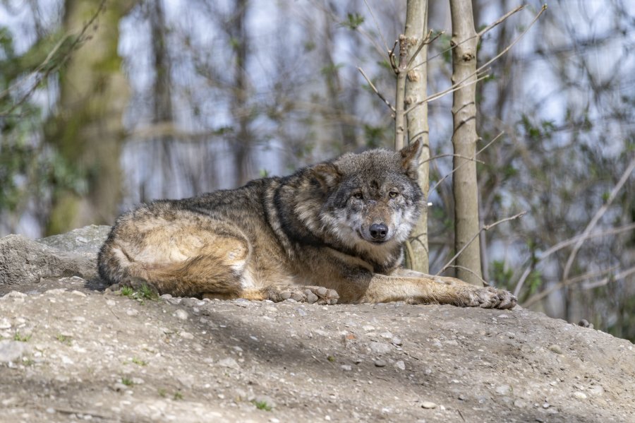 tierpark_haag23_63.jpg
