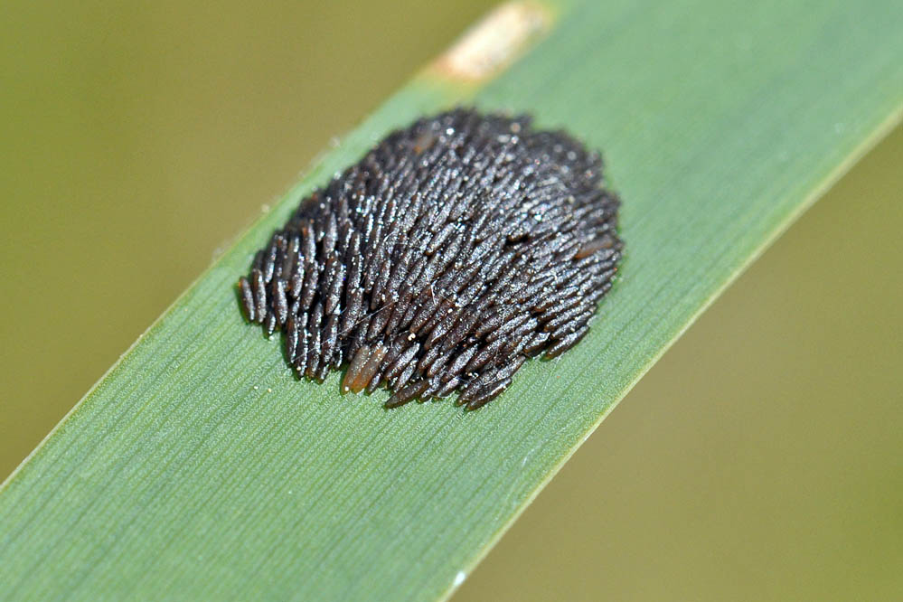 stratiomys-gelege_KG_Rekingen_20110513.jpg