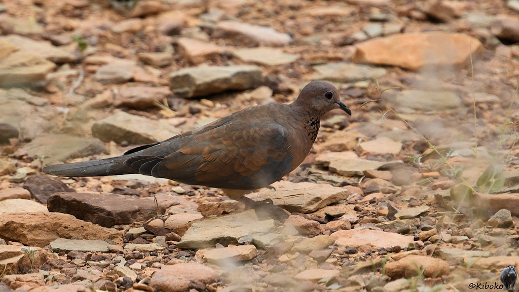 Das Bild zeigt eine rotbraune Taube mit grauem Bauch, schwarz gesprenkelter Kehle und grauen Schwanzfedern auf einem Untergrund aus rötlichem Geröll. Der Vordergrund ist unscharf durch helle Flecken.