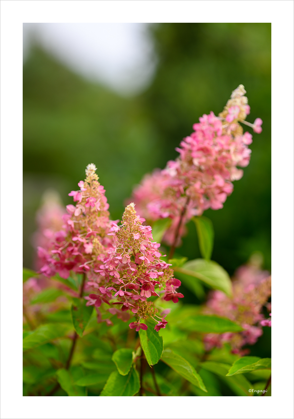 DSC_3053.jpg