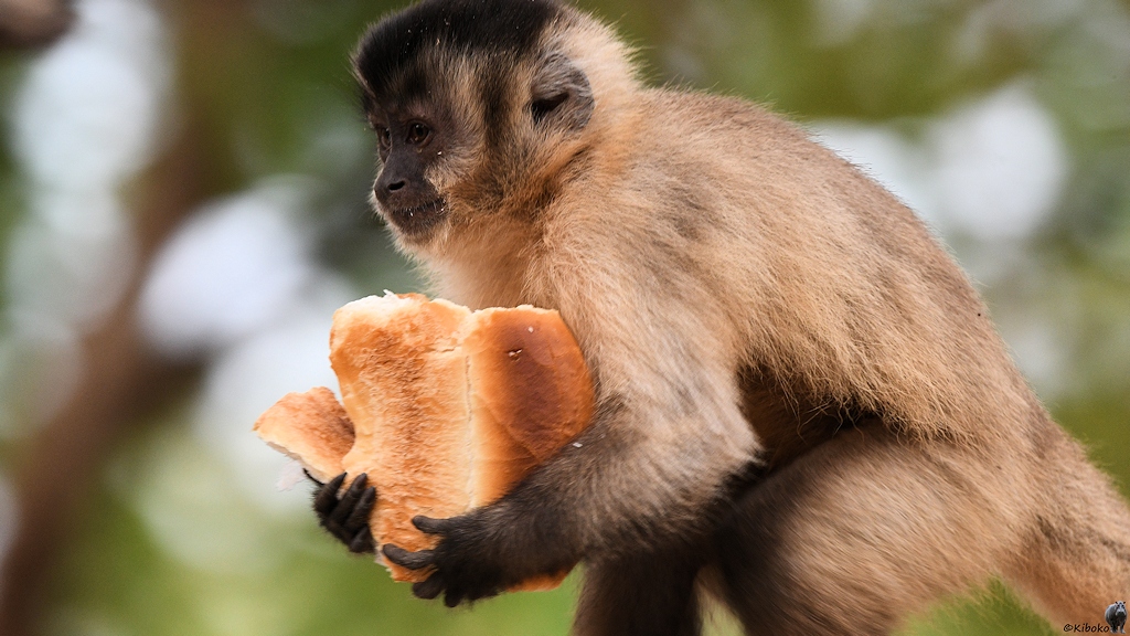 Affe mit Toastbroat im Arm