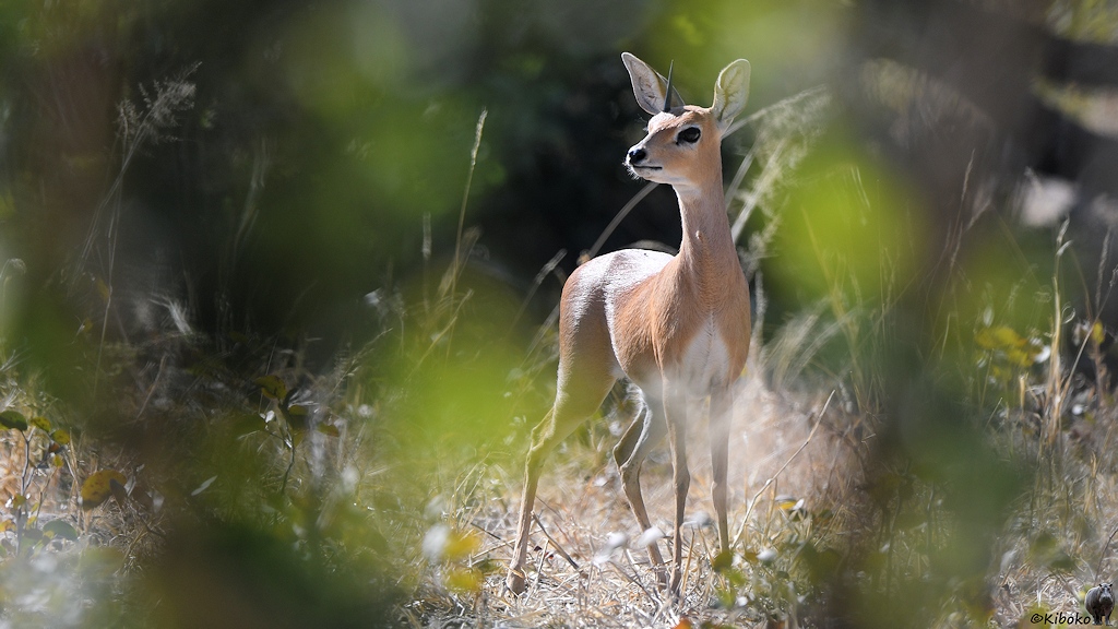 Kleine,braune Antilope durch einen Busch fotografiert