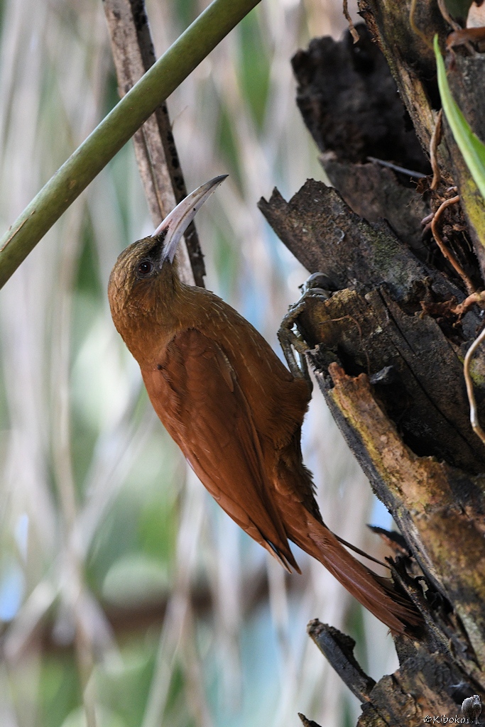 Ein brauner Vogel mit langen hellem Schnabel klettert einen Palmenstamm nach oben