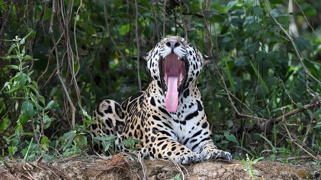 Liegender Jaguar gähnt, hat das Maul weit geöffnet und die Zunge hängt heraus.