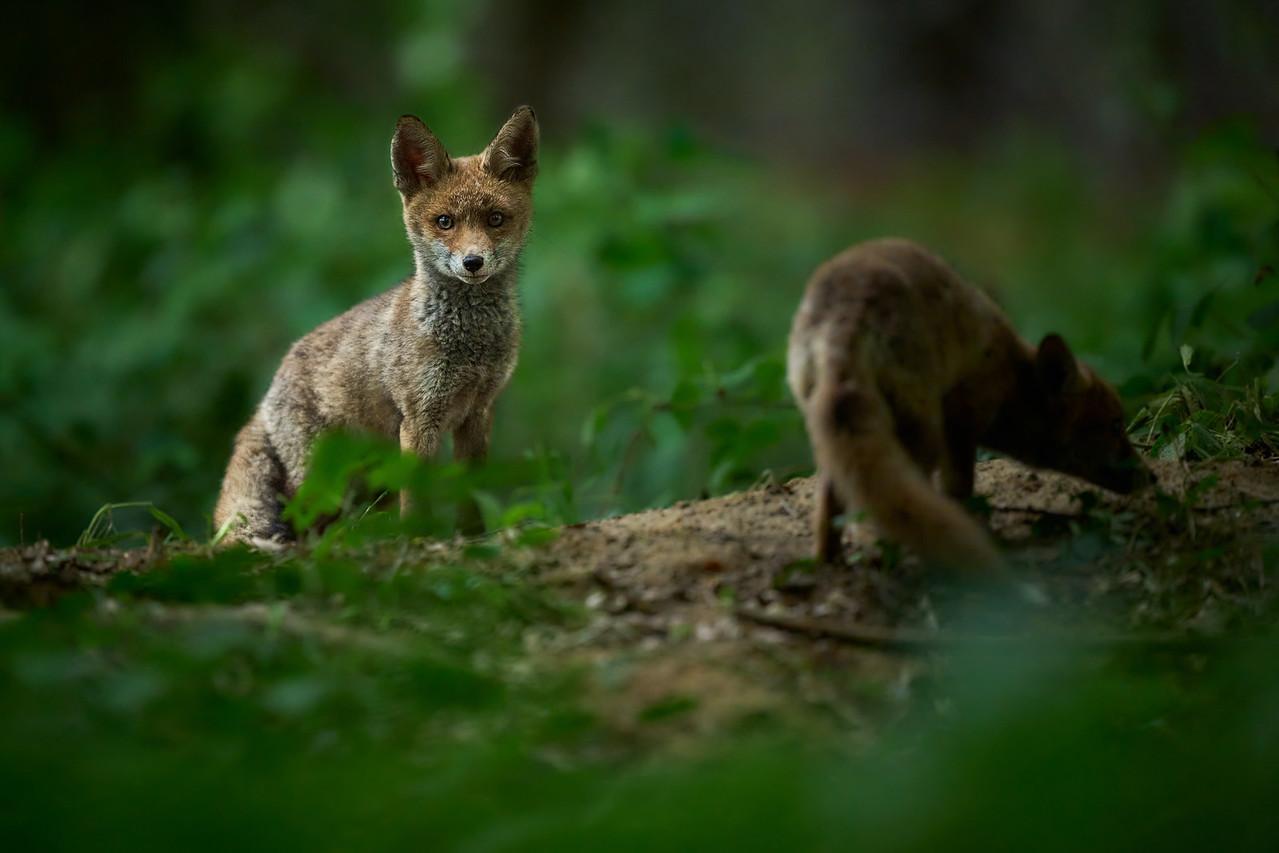 DSC_9352-X2.jpg