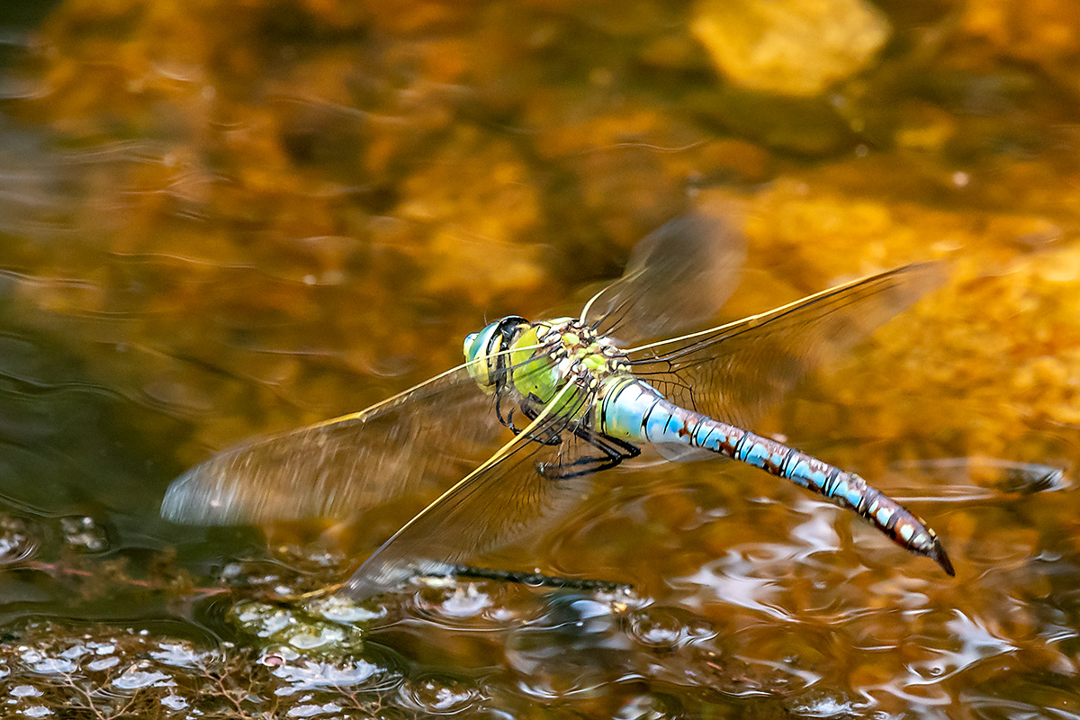 20180608_D500_0691NF.jpg