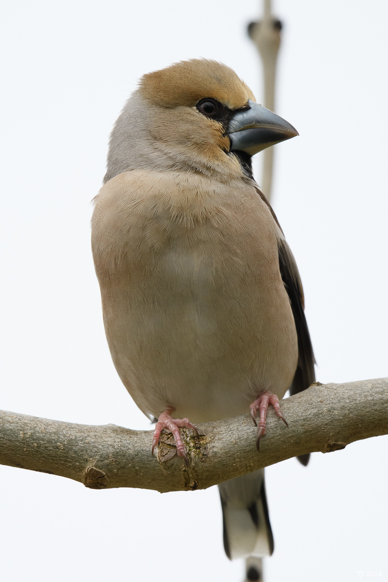 DSC_4925.jpg