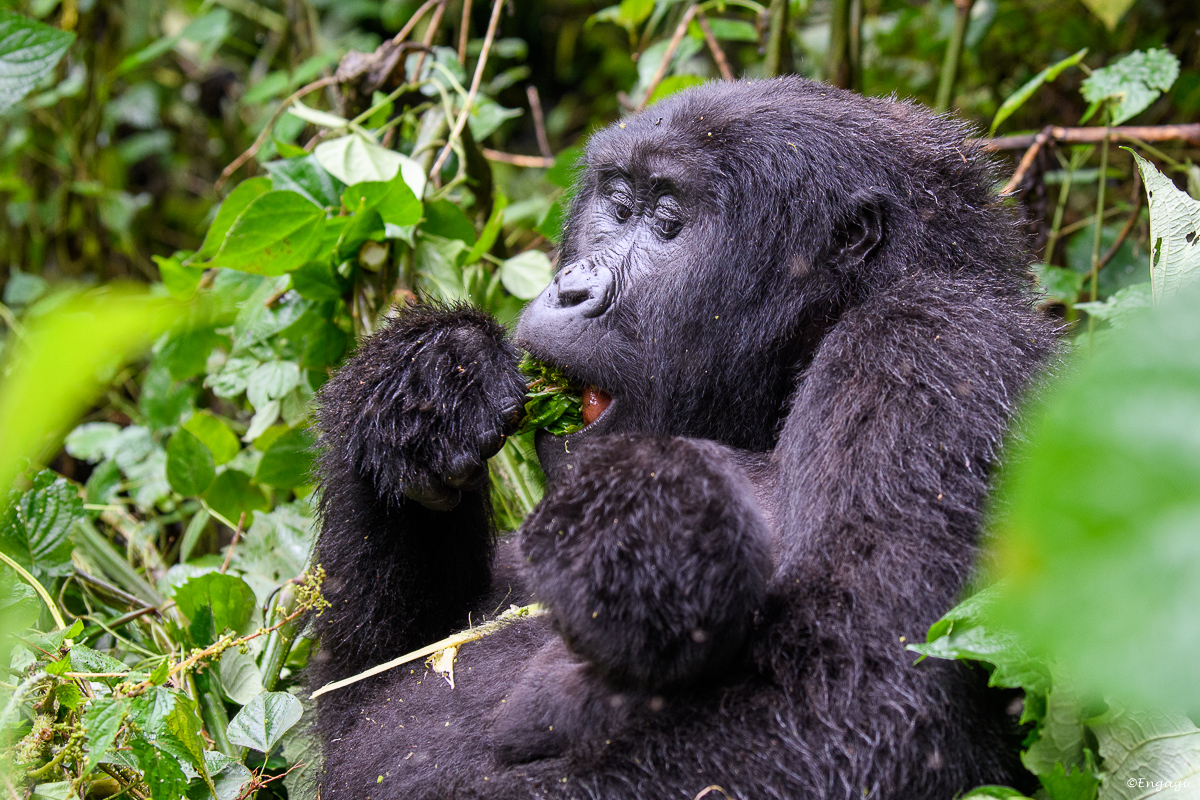 Uganda%201908.jpg