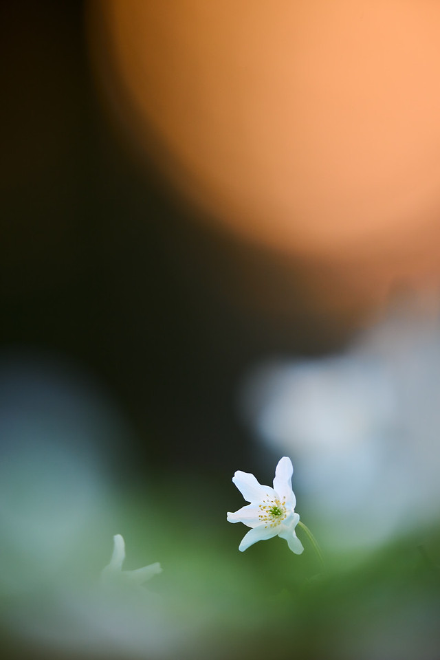 DSC_3612-X2.jpg