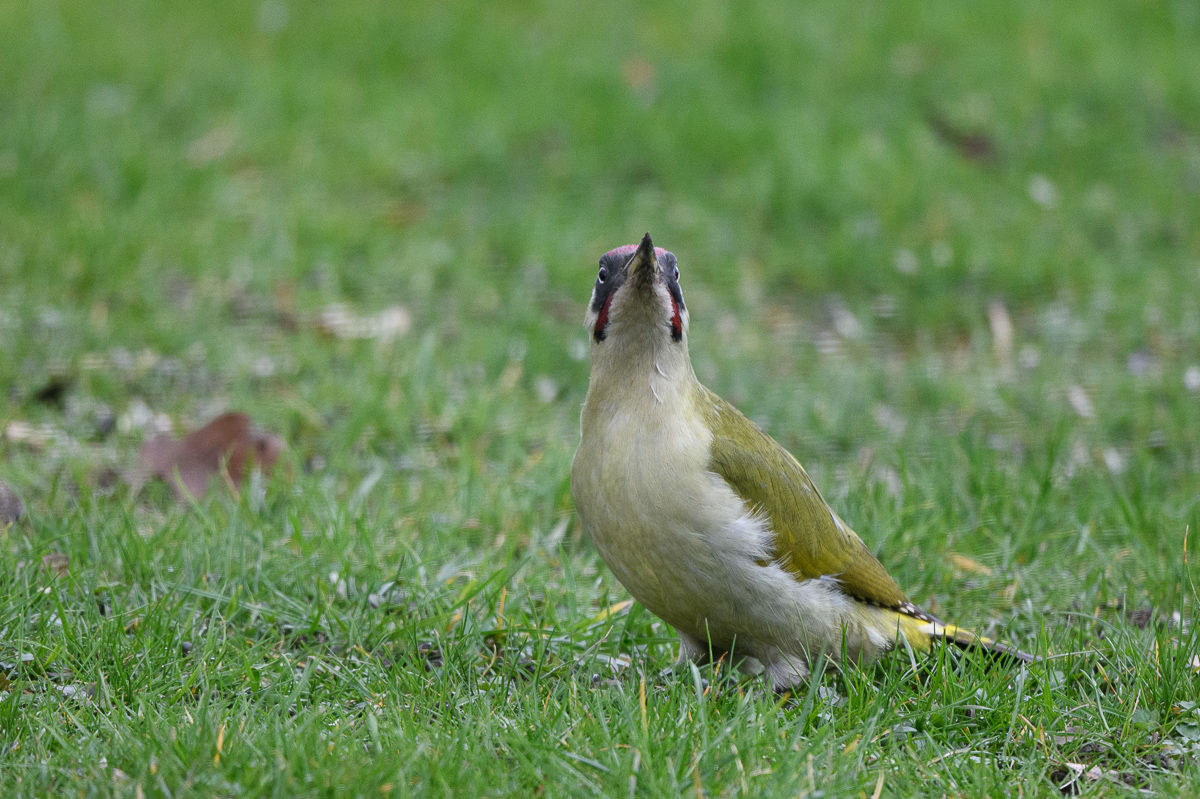 DSC_4121.jpg