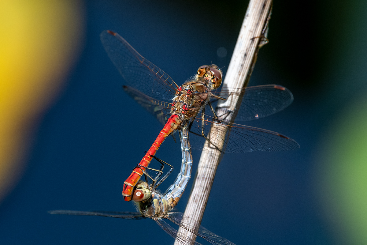 20190808_D500_0238NF.jpg