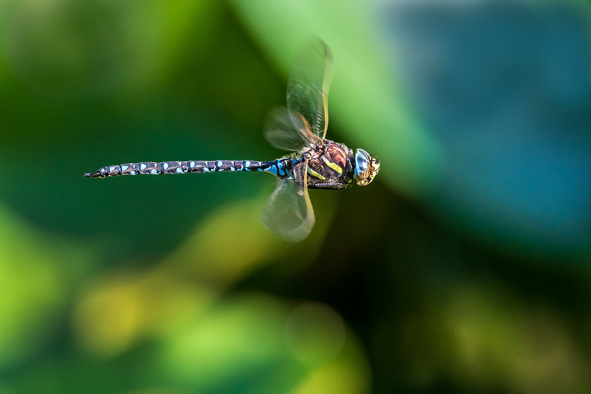 20190626_D500_1198NF.jpg
