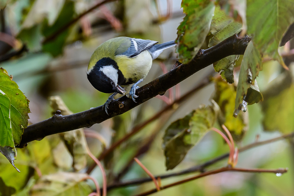 20201016_ND5_1813NF.jpg