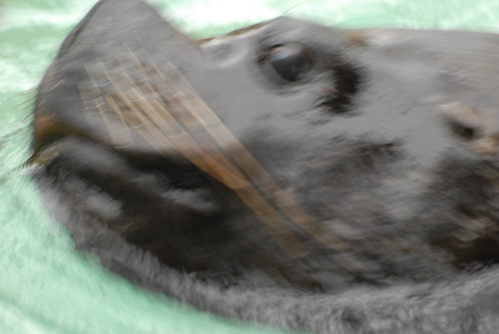 13188917483_2108193f37_b.jpg