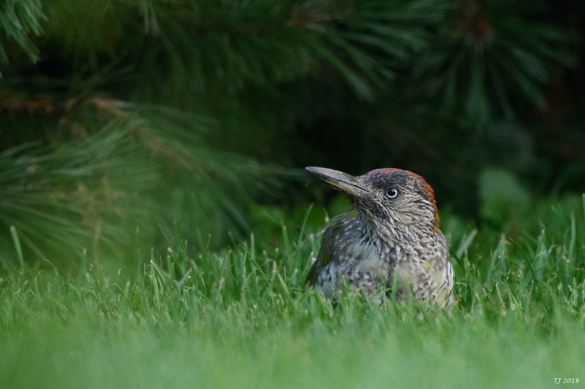 DSC_4726.jpg