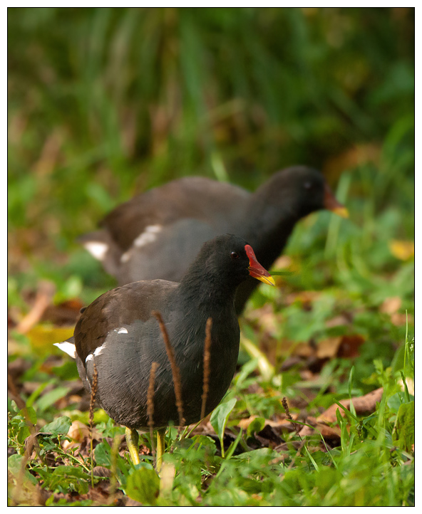 Teichhuhn003.jpg