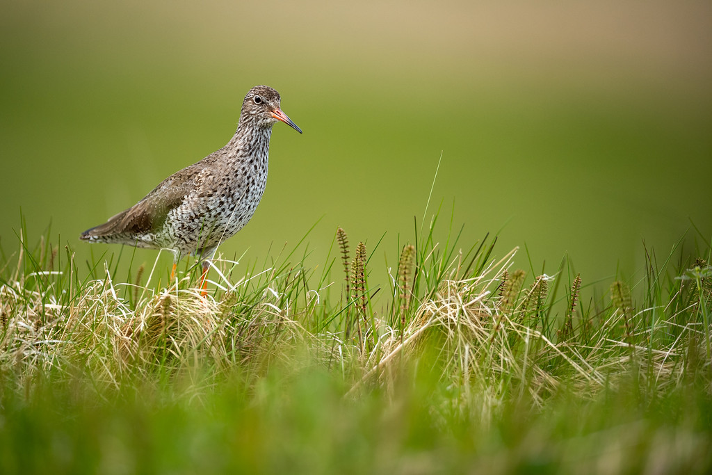 DSC_1280-XL.jpg