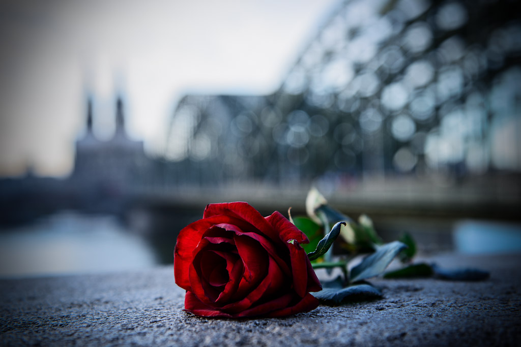 Rose_1744.jpg