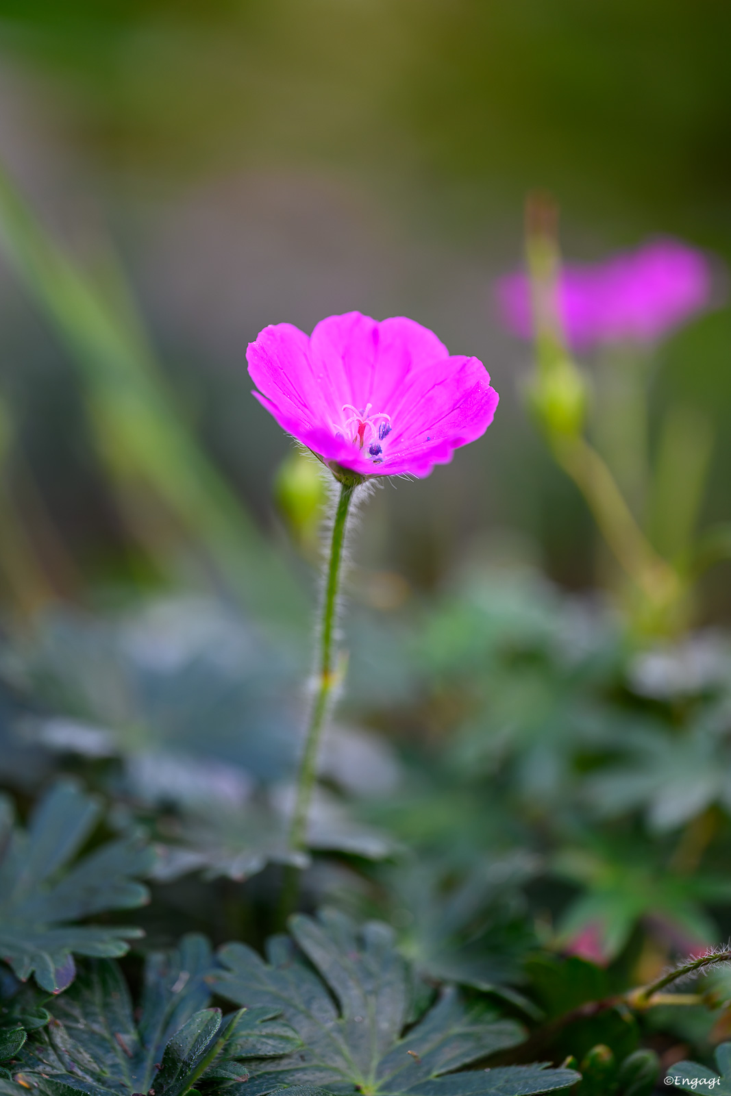 DSC_0983.jpg