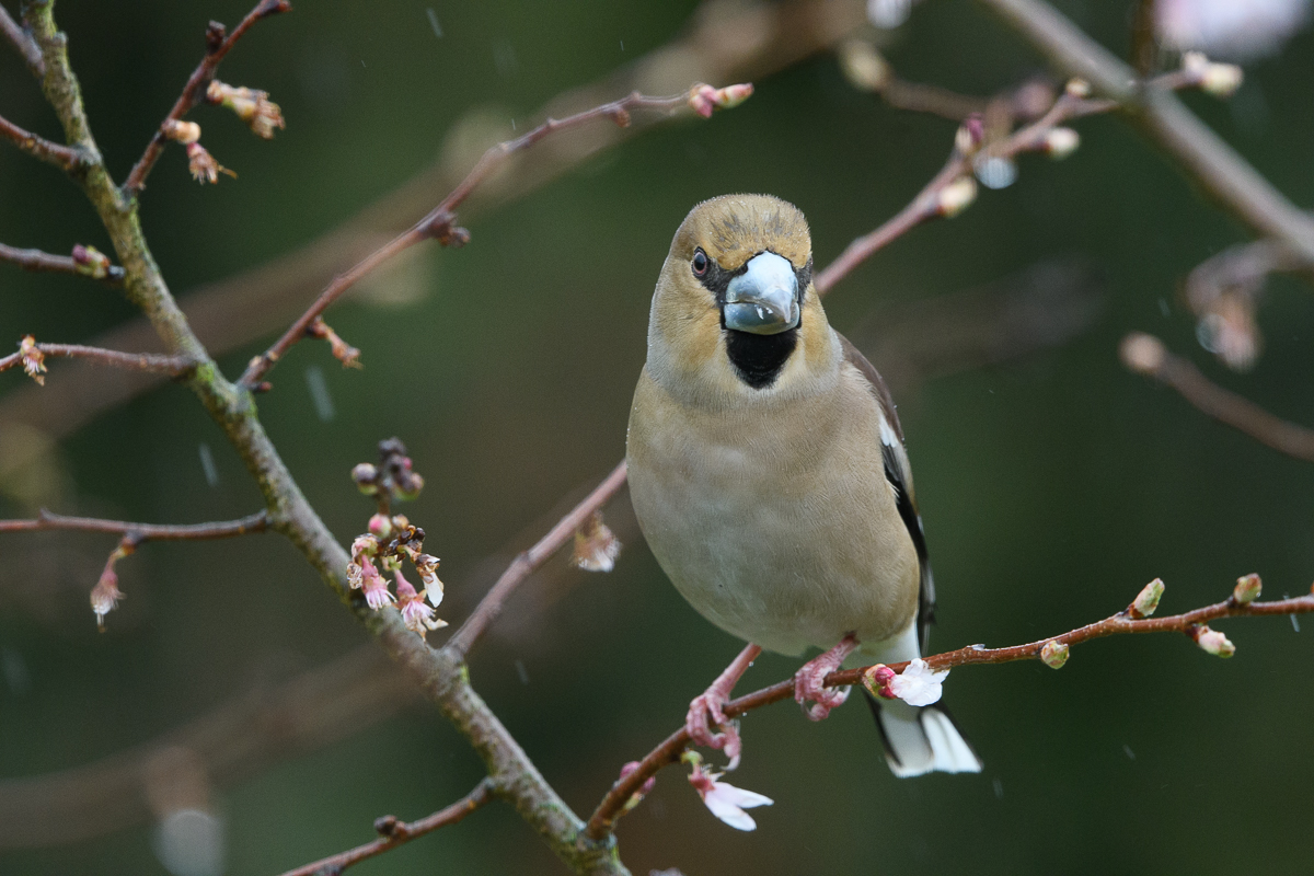 DSC_7385.jpg