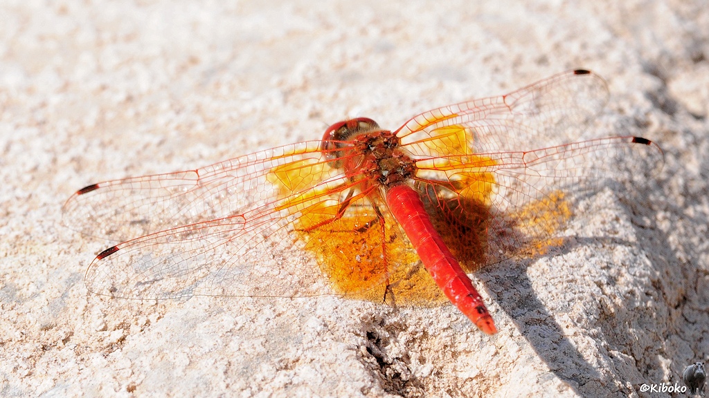 Rückansicht einer roten Libelle mit gelben Flügeln, die auf einen weißen Felsen sitzt.