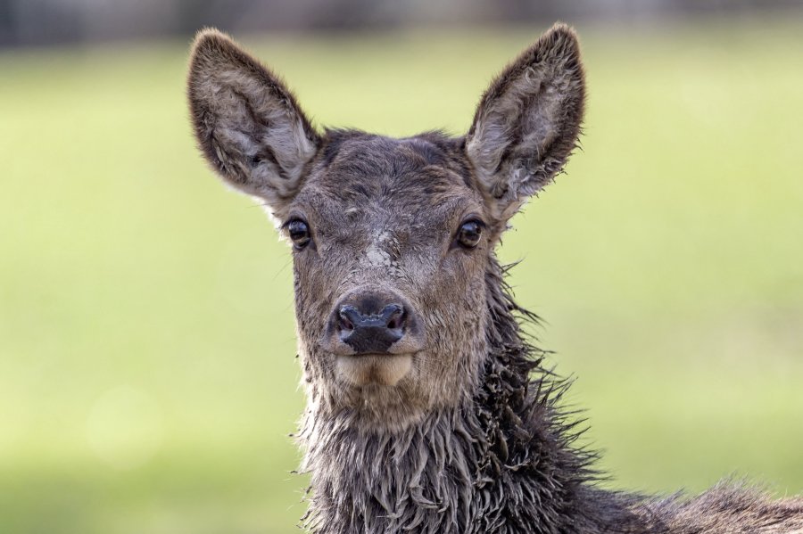 tierpark_haag23_55.jpg