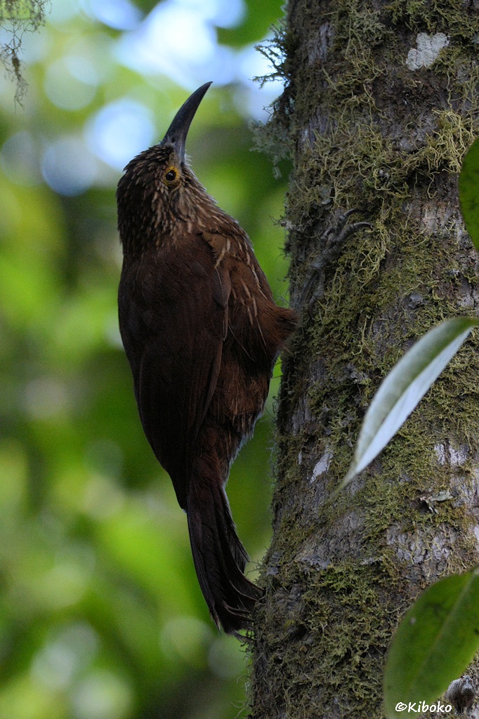 Das Bild zeigt eine Hochformataufnahme eines großen braunen Vogels mit schmalen weißen Streifen an Kopf und Brust, gelben Augenring und kräftigen, leicht nach unten gebogenen Schnabel. Er läuft senkrecht einen bemoosten Baumstamm hoch und stätzt sich dabei mit seinen Krallenbesetzten Schwanz ab.