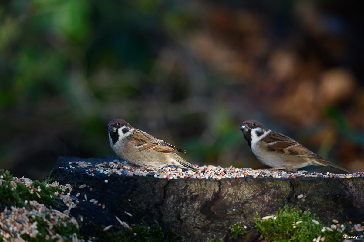 DSC_7865.jpg