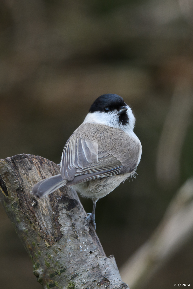 DSC_3447.jpg
