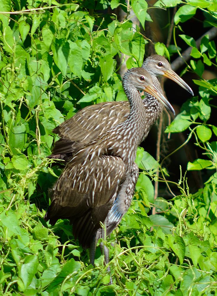 Bird7.jpg