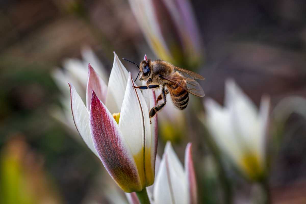 20260322_NZ8_0415_DPX2NF.jpg