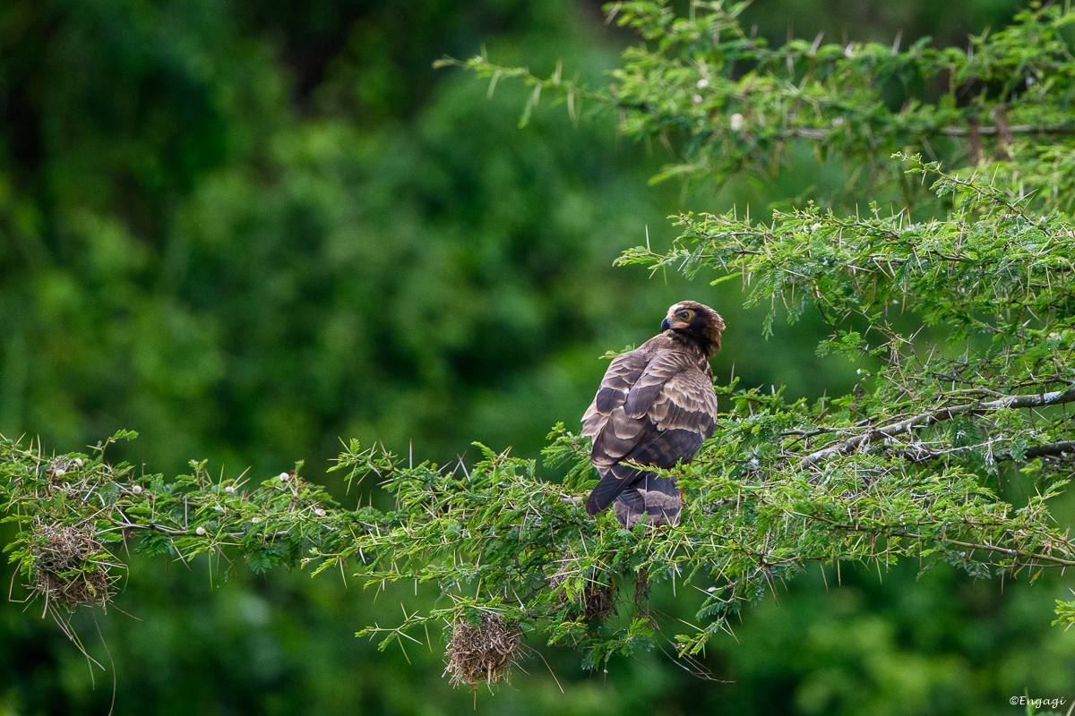 Uganda%201130.jpg