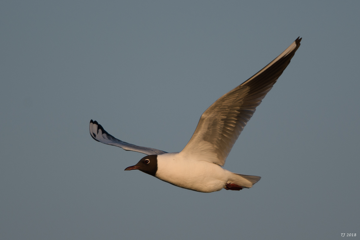 DSC_4191.jpg