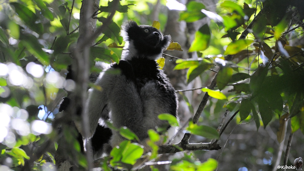 Ein schwarz-weißer Lemur sitzt im Baum und wurde durch viele Blätter fotografiert.