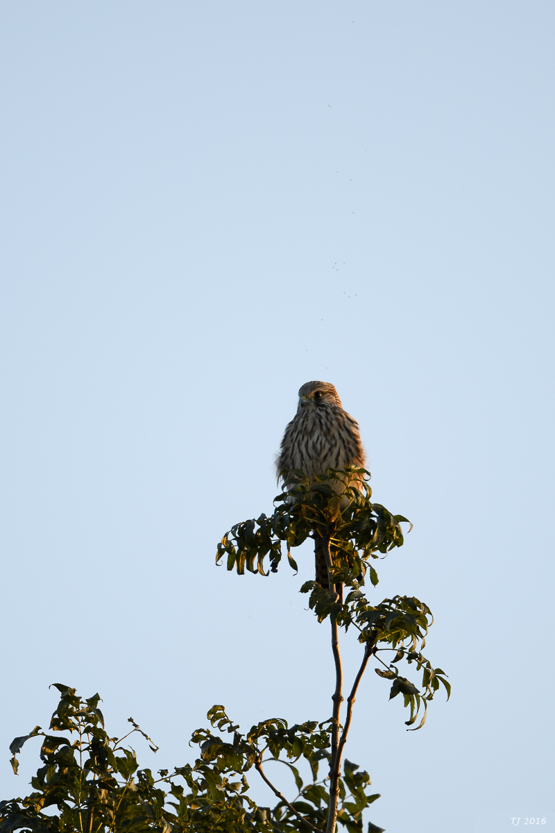 DSC_3273.jpg