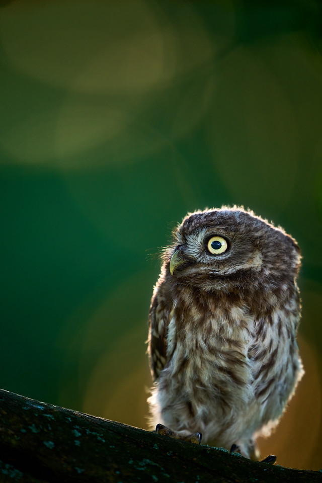 DSC_0197-X2.jpg