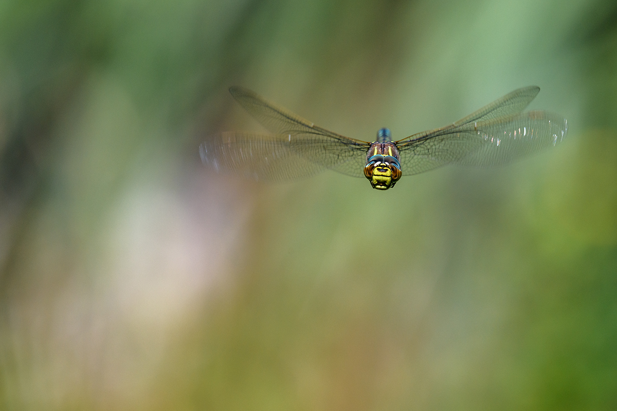 20200728_D850_2724NF.jpg