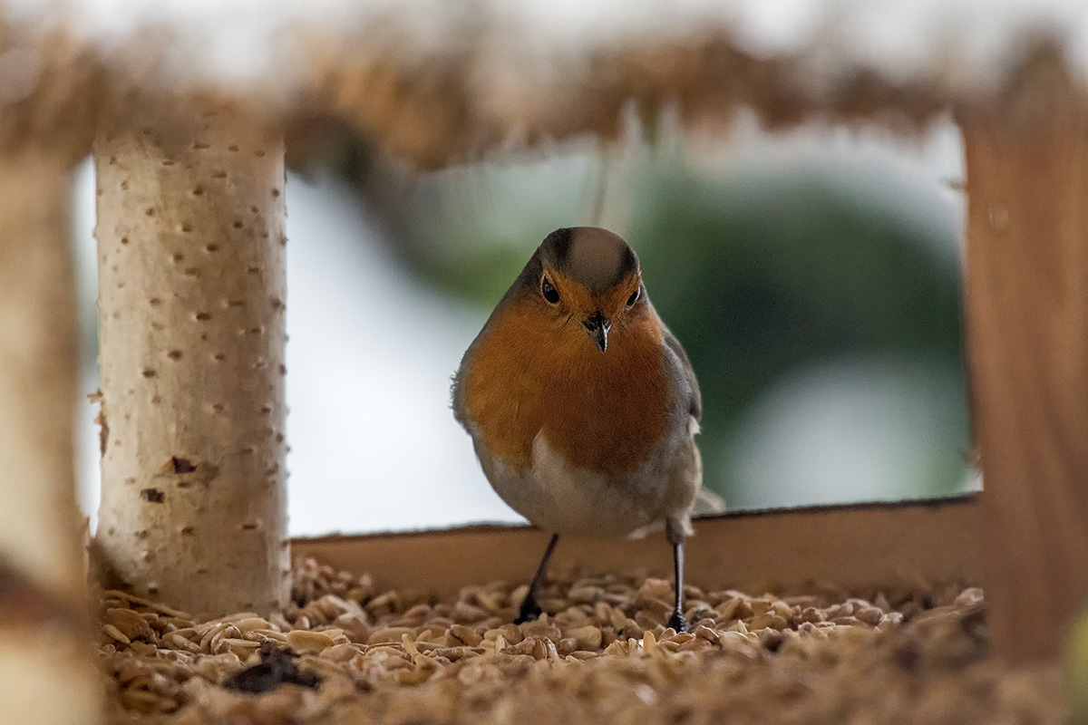 20171130_D850_0876NF.jpg