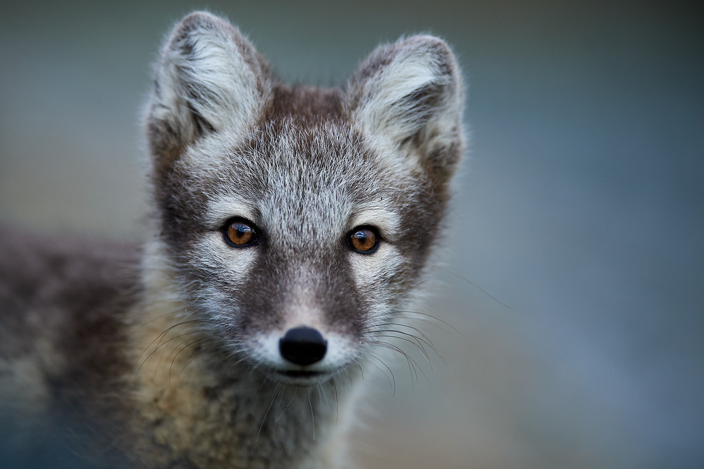 DSC_7656-XL.jpg