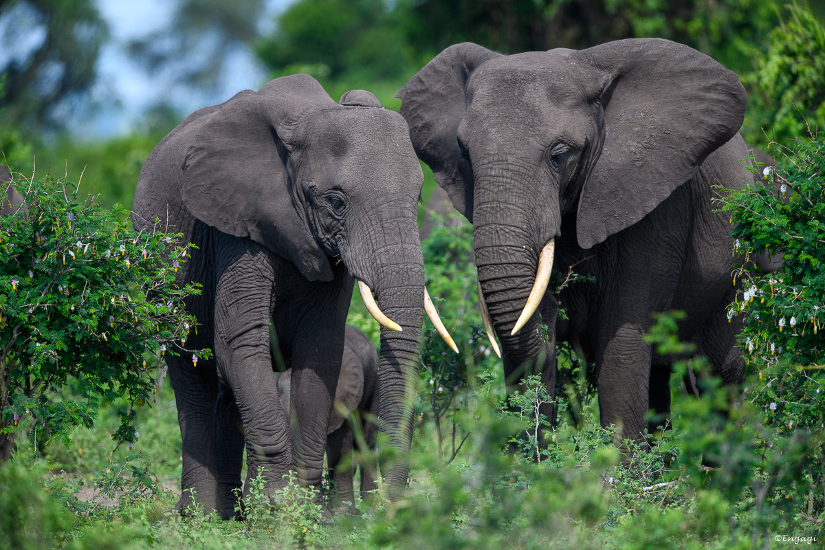 Uganda%201509.jpg