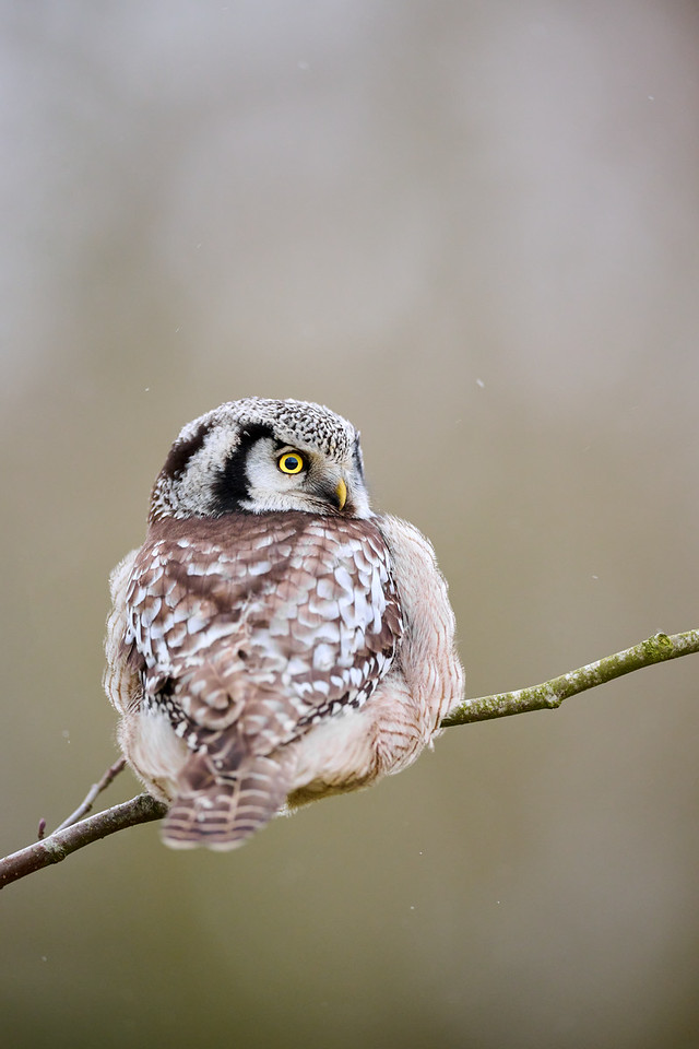 DSC_1987-X2.jpg