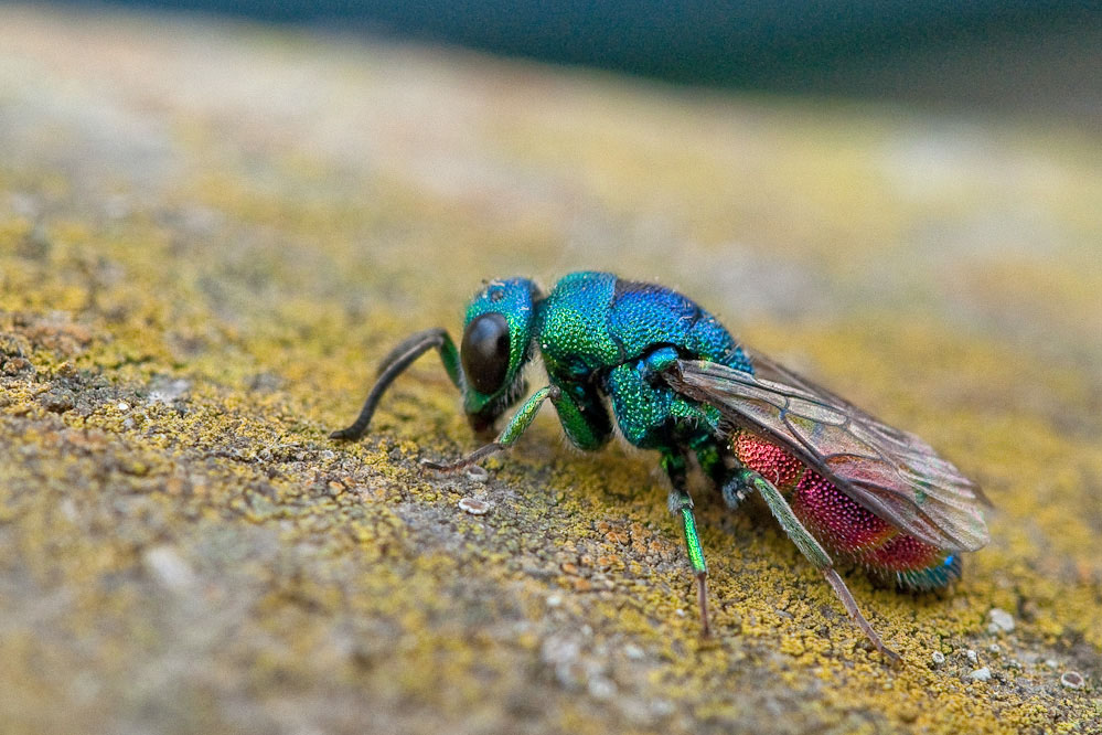 web-chrysis-marginata-4.jpg