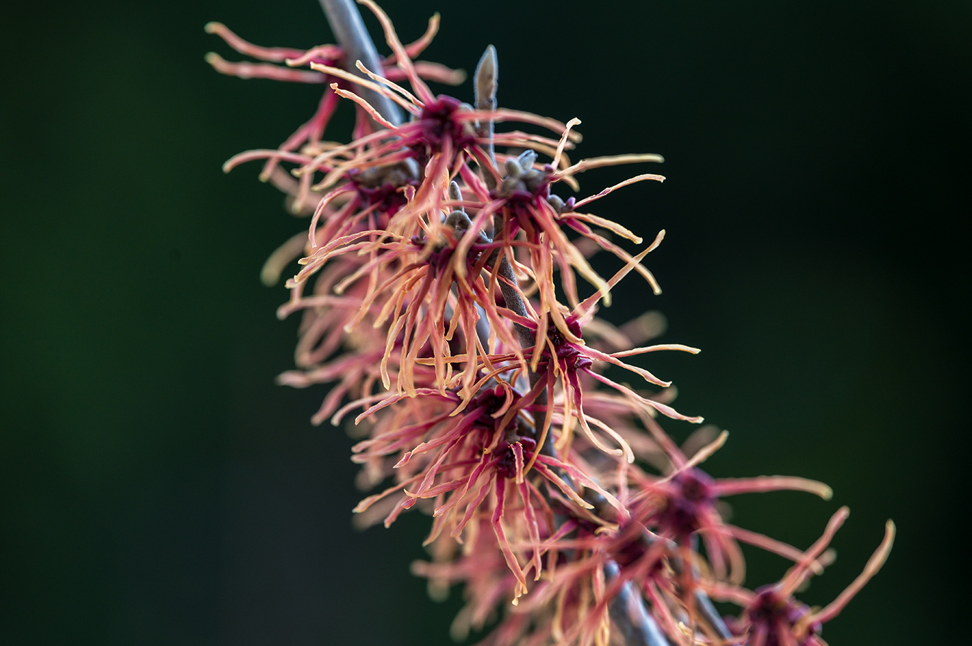 20190306_NZ6_0272NF.jpg