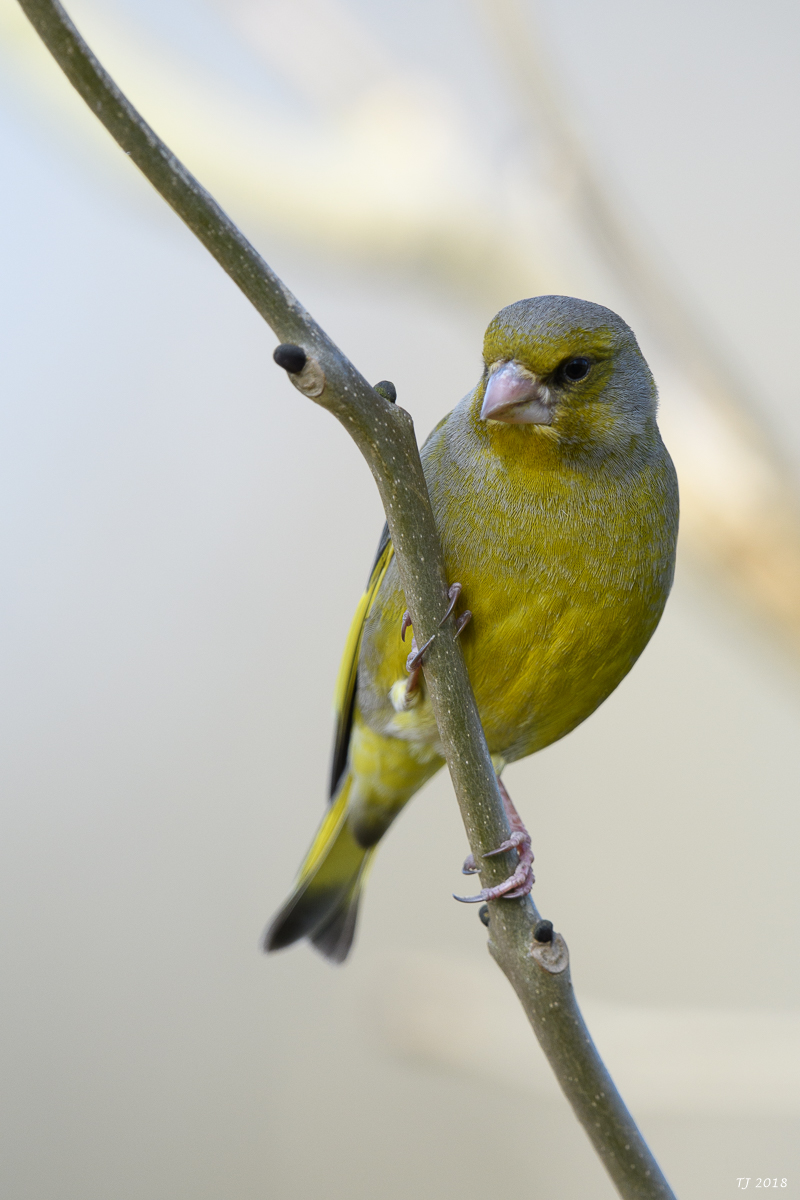 DSC_4943.jpg