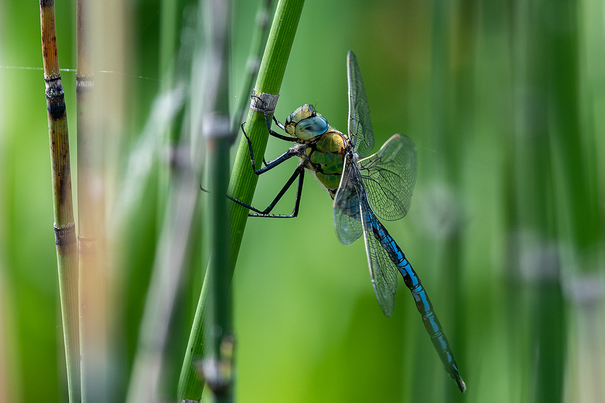 20190605_D500_0152vNF.jpg