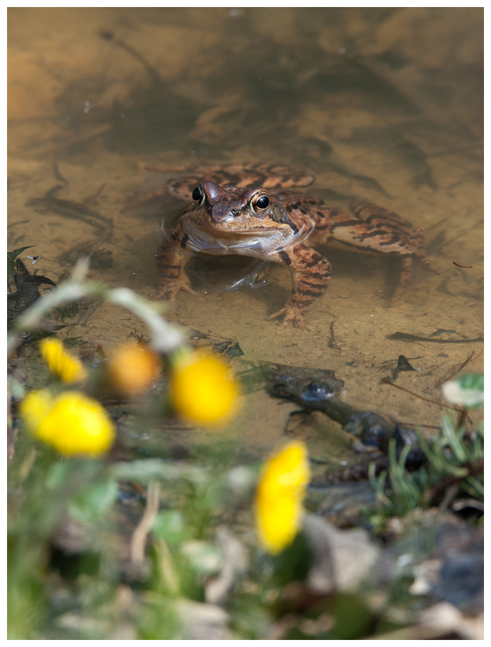 Frosch001.jpg