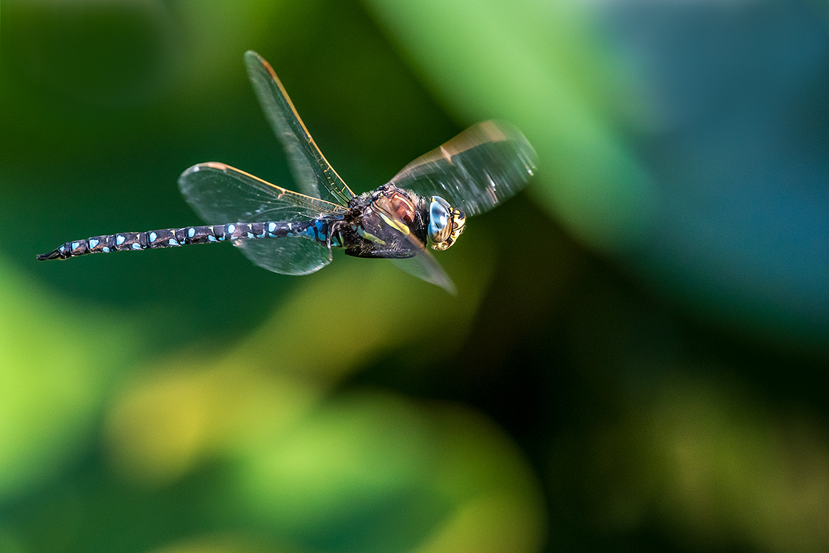 20190626_D500_1195NF.jpg